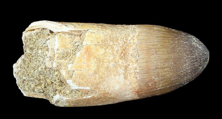 Rooted Crocodilian (Dyrosaur) Tooth - Morocco #43151